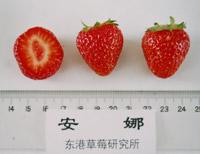 十大草莓排名前十图片(吃草莓的十大好处)插图34