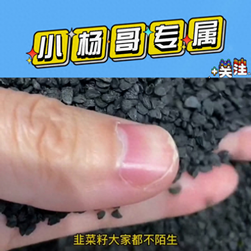 韭菜籽茶(手工韭菜籽茶)插图