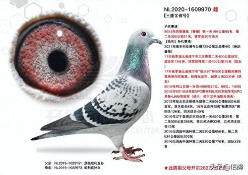 尼尔森赛鸽公棚春棚(尼尔森赛鸽公棚)插图11