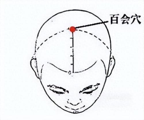 百会网(百会是什么穴)插图1