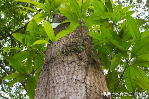 稀有高端植物排名前十(稀有植物大全名称图片)插图8