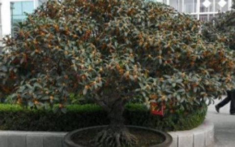 盆景桂花排名前十(哪里买桂花盆景最好)