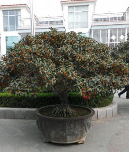 盆景桂花排名前十(哪里买桂花盆景最好)插图