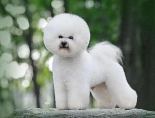 排名前十犬种(最好十种犬种)插图6