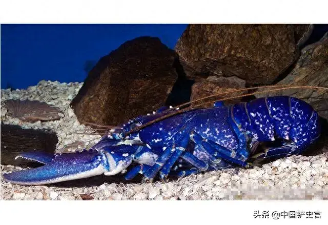 龙虾档次排名前十(龙虾品质排名)插图6