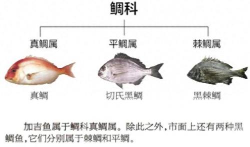 海鲷口感排名前十(海鲷价格)插图2