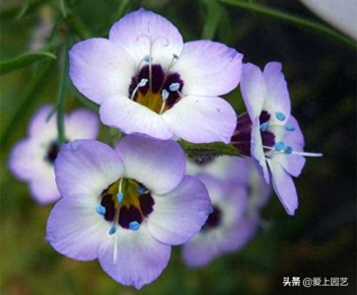 姬金鱼草(金鱼草)插图