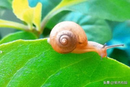 动物牙齿排名前十(什么动物牙齿黑脑筋急转弯)插图