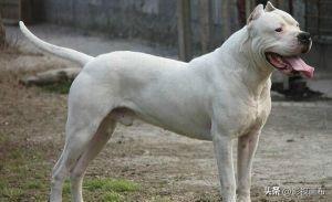 世界前五猎犬排名前十(世界三种猎犬排名前十)插图17