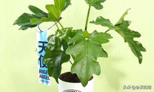 苏州商超盆景批发排名前十(江苏盆景批发市场排名)插图10