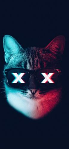 猫酷壁纸(最近很火的猫壁纸霸气)插图4