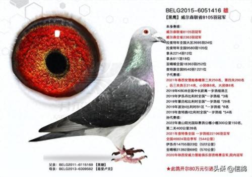 尼尔森赛鸽公棚春棚(尼尔森赛鸽公棚)插图2