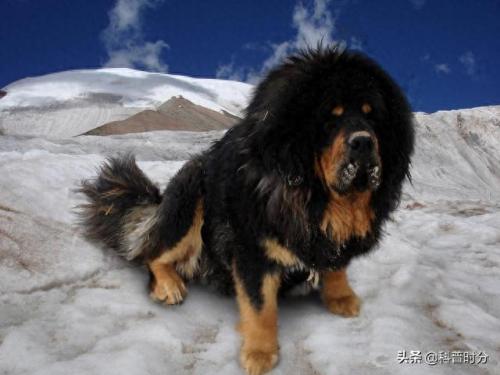世界十大猛犬排名前十(世界十大猛犬排名榜前十名)插图26