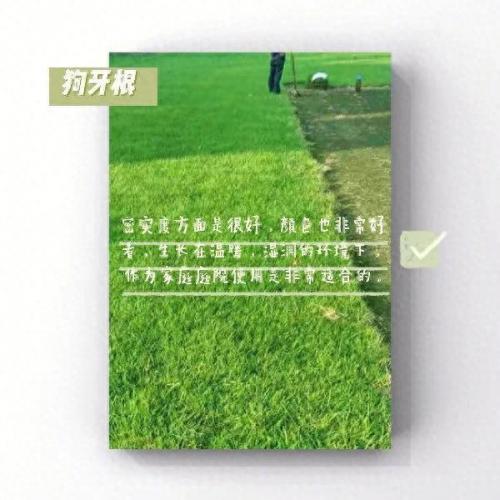 绿化草坪排名前十(绿化草坪喷淋)插图5