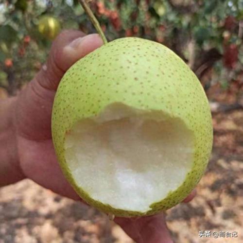 梨树品种排名前十(国内最好吃的十大梨树品种)插图5