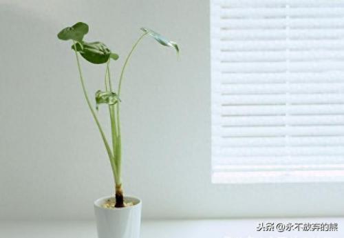 决定成功的利器(决定成功的经典语录)插图1