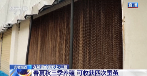 安徽养蚕人数排名前十(中国哪个省份养蚕最多)插图4