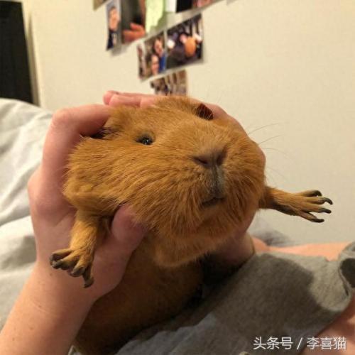 豚鼠数量排名前十(养豚鼠的10大禁忌)插图6