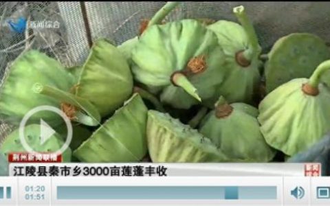 江陵县农作物排名前十(湖北十大蔬菜品种)