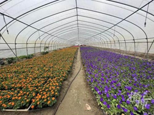 种花小游戏(经营类种花游戏)插图7
