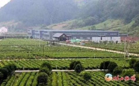 湖北十堰茶叶排名前十(湖北最出名的茶叶)