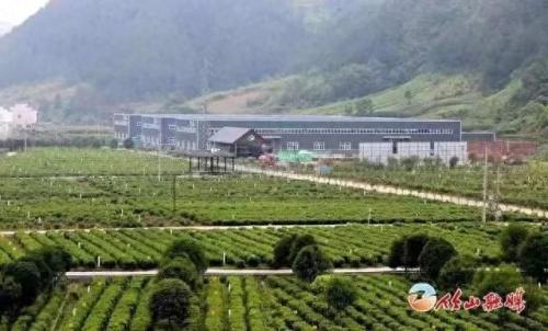 湖北十堰茶叶排名前十(湖北最出名的茶叶)插图