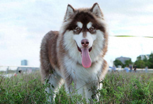 排名前十犬种(最好十种犬种)插图13