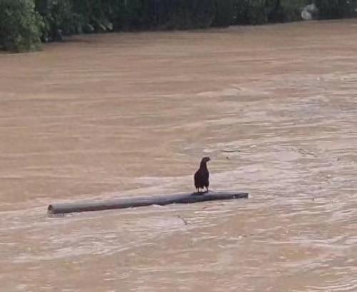 贵州黔东南现特大暴雨 房屋被冲走(贵州黔东南出现特大暴雨报道)插图