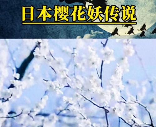 樱花树红色(樱花树)插图4