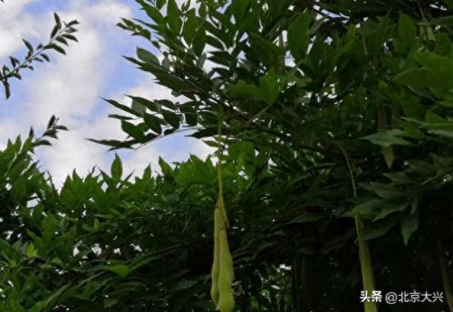 大兴雕塑排名前十(大兴最好的三个镇)插图5