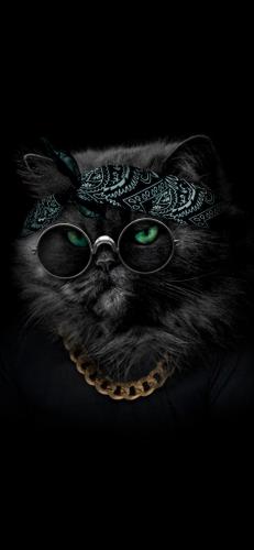 猫酷壁纸(最近很火的猫壁纸霸气)插图5
