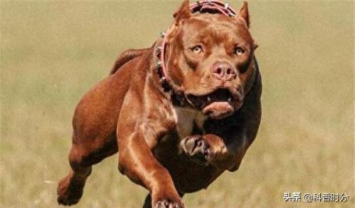 世界十大猛犬排名前十(世界十大猛犬排名榜前十名)插图21