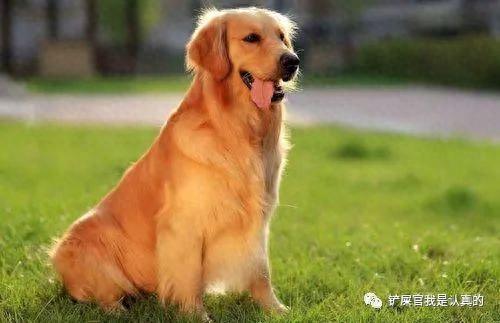 宠物的排名前十(最萌宠物排名前十)插图2