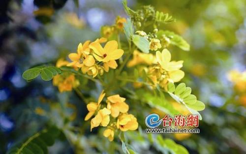 护士节文案短句干净治愈(护士节祝福图片)插图