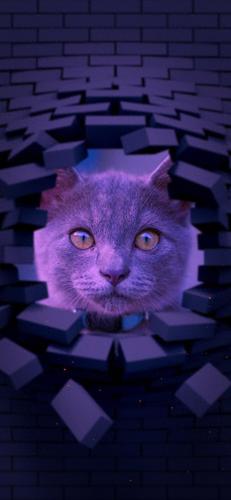 猫酷壁纸(最近很火的猫壁纸霸气)插图7