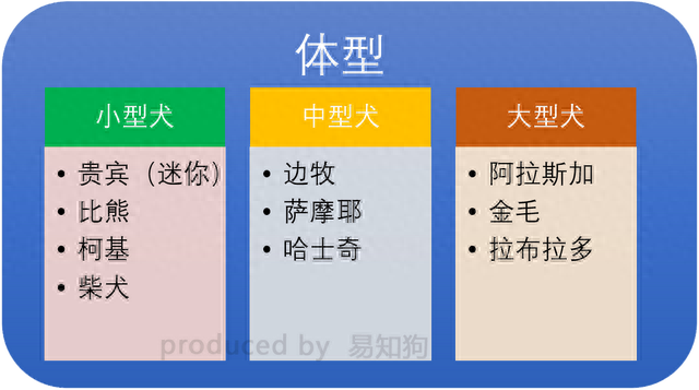 排名前十犬种(最好十种犬种)插图5