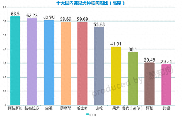 排名前十犬种(最好十种犬种)插图9