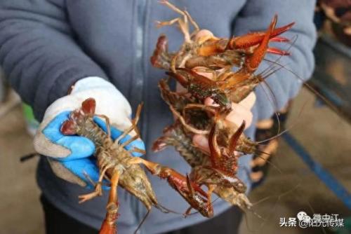 绵竹餐饮排名前十(绵竹喜哆哆餐饮)插图13