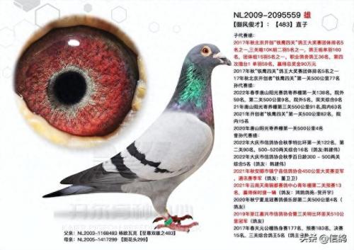 尼尔森赛鸽公棚春棚(尼尔森赛鸽公棚)插图3