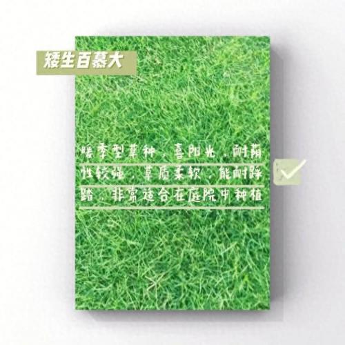 绿化草坪排名前十(绿化草坪喷淋)插图1