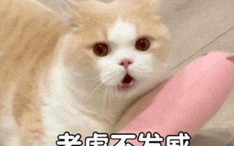 人民币上的猫(100元人民币后有猫)