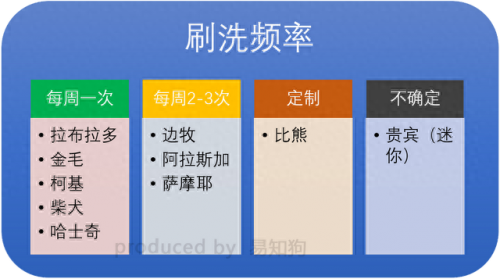 排名前十犬种(最好十种犬种)插图17