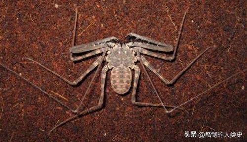 排名前十动物鞭(带刺动物鞭介绍)插图1