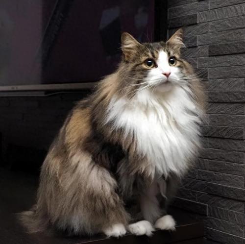 人民币上的猫(100元人民币后有猫)插图3