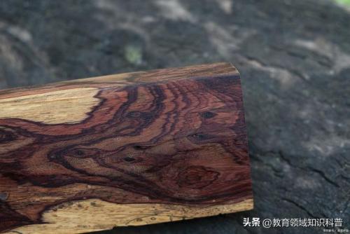 稀有高端植物排名前十(稀有植物大全名称图片)插图6