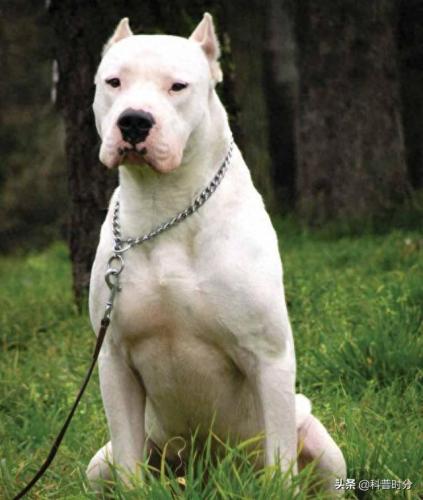 世界十大猛犬排名前十(世界十大猛犬排名榜前十名)插图19