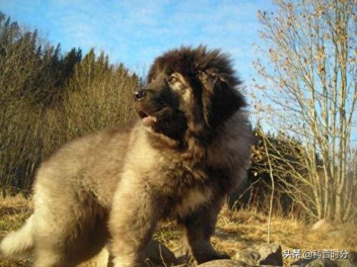 世界十大猛犬排名前十(世界十大猛犬排名榜前十名)插图16