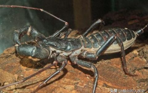 排名前十动物鞭(带刺动物鞭介绍)