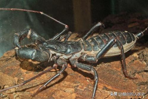排名前十动物鞭(带刺动物鞭介绍)插图