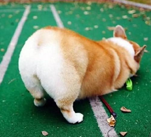 排名前十犬种(最好十种犬种)插图11
